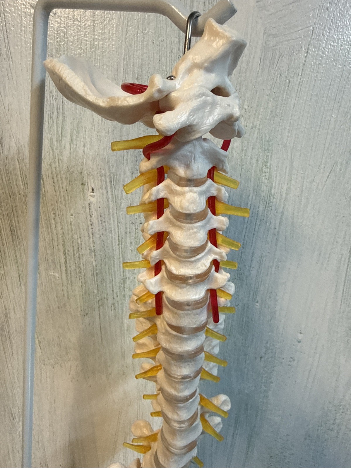 NEW HORIZON Scientific Spinal Cord Model,Skeleton Model -34″ Life Size Spinal…