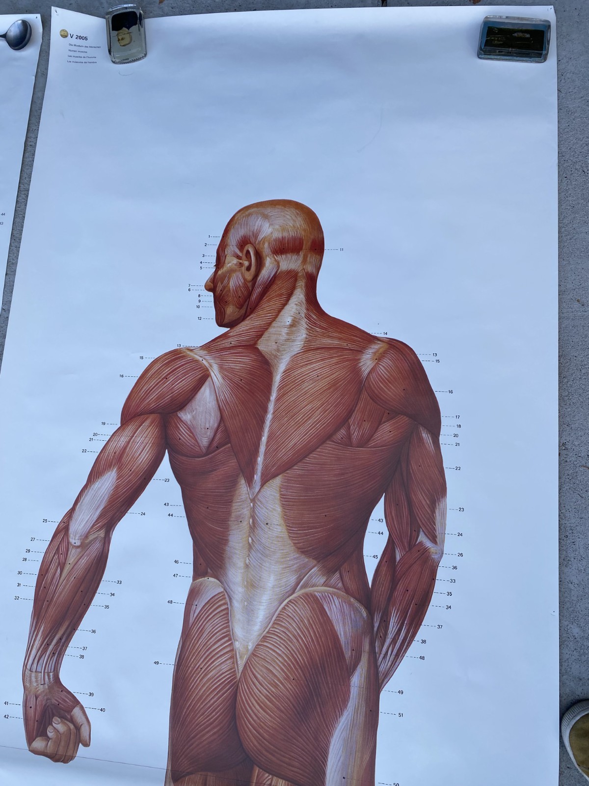 3 B Scientific GmbH Anatomical Muscles Poster Set