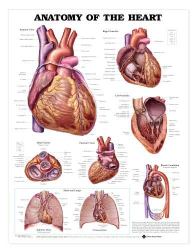 HEART ANATOMY Laminated Wall Chart 20″ x 26″ Classroom/Professional LFA #99878