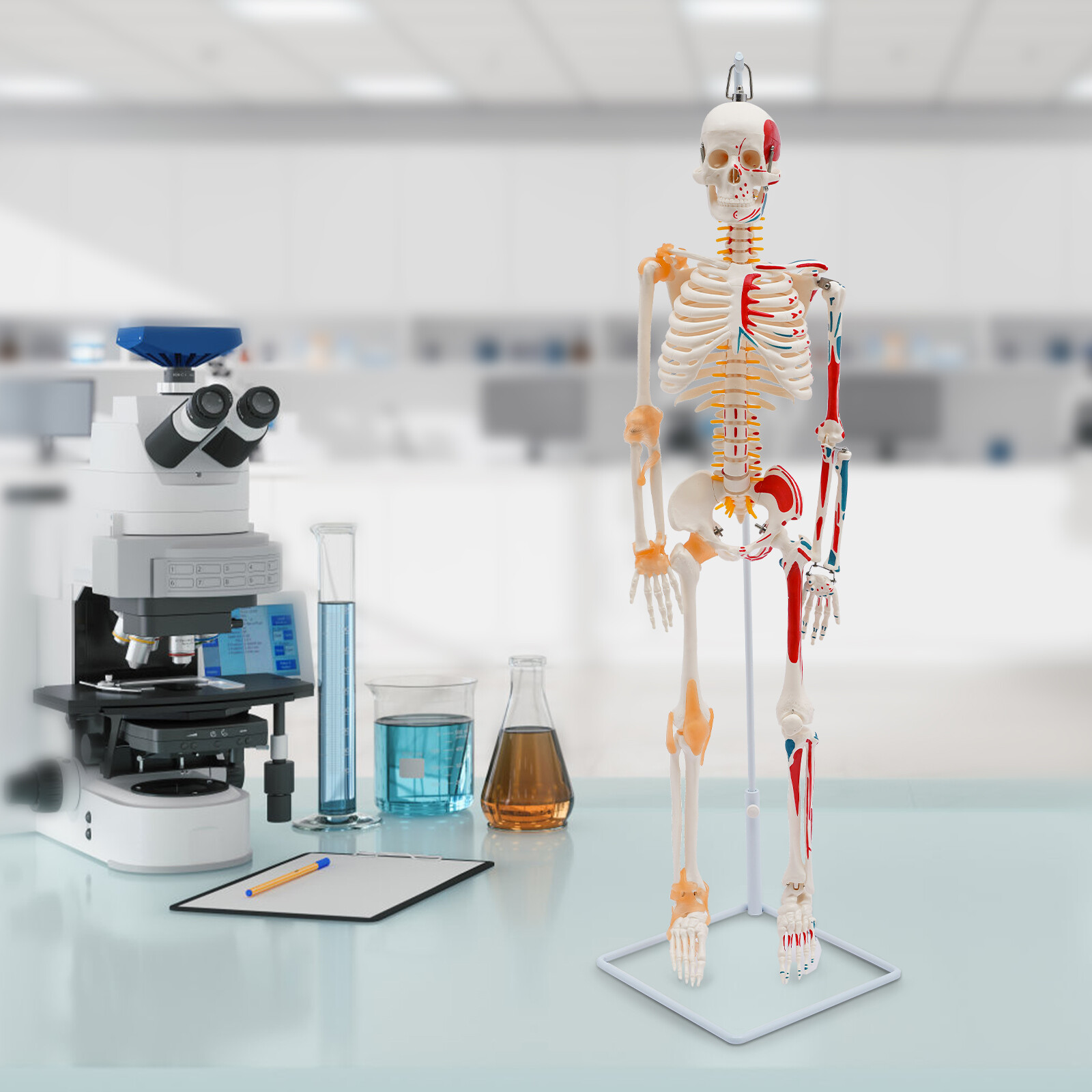 34″ Half Life Size Human Skeleton Model For Doctors’ Office or Anatomy Classroom