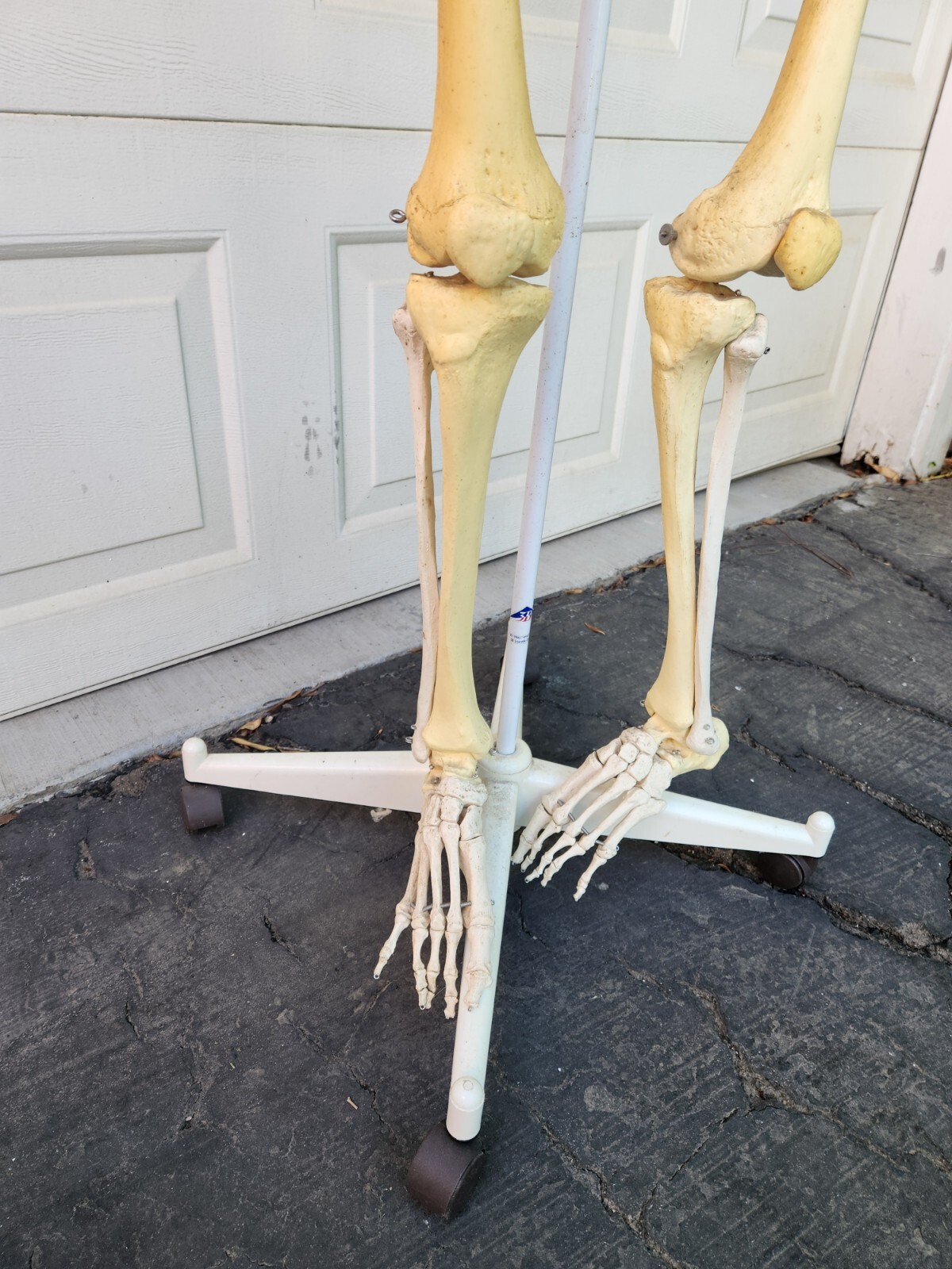 3B Scientific Standard 5′ 6″ Human Skeleton w/Pelvic Rolling Stand Halloween