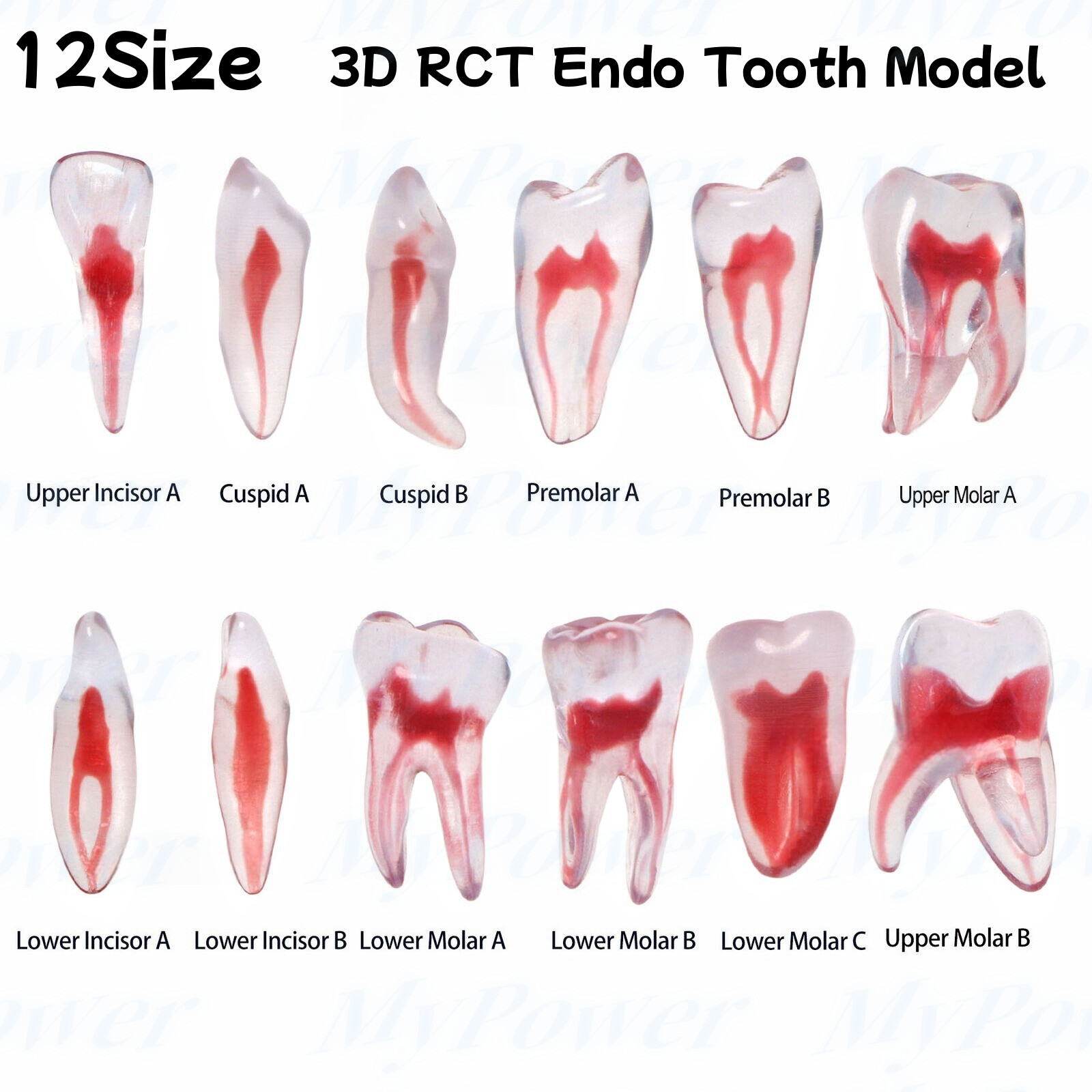 Dental Training 3D RCT Endo Tooth Model Practice Model Curved Root Resin Teeth