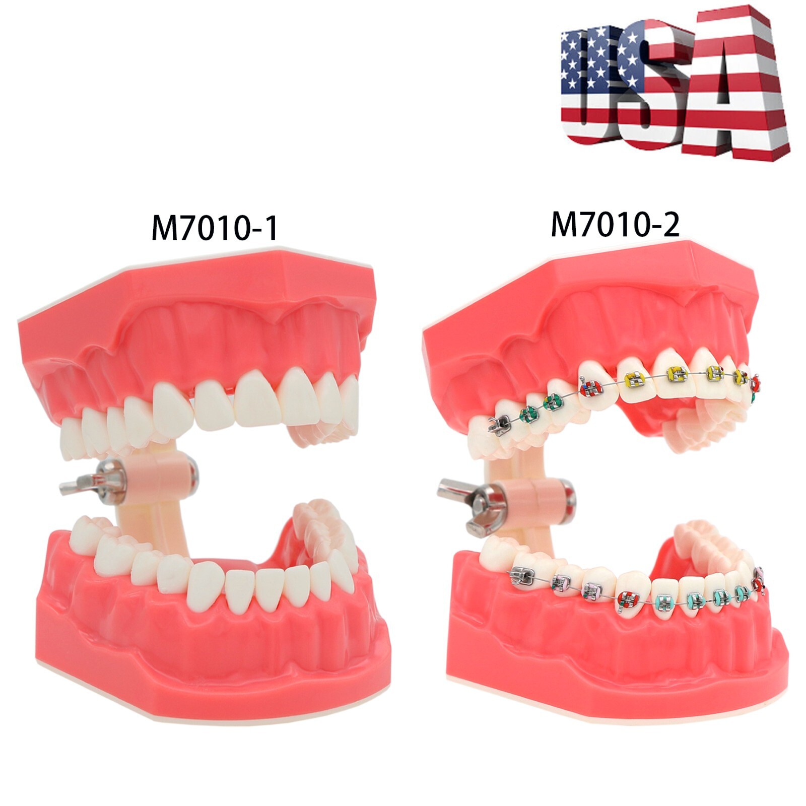 1:1 Dental Typodonts Teeth Model Orthodontic Metal Brackets Teaching Practice US