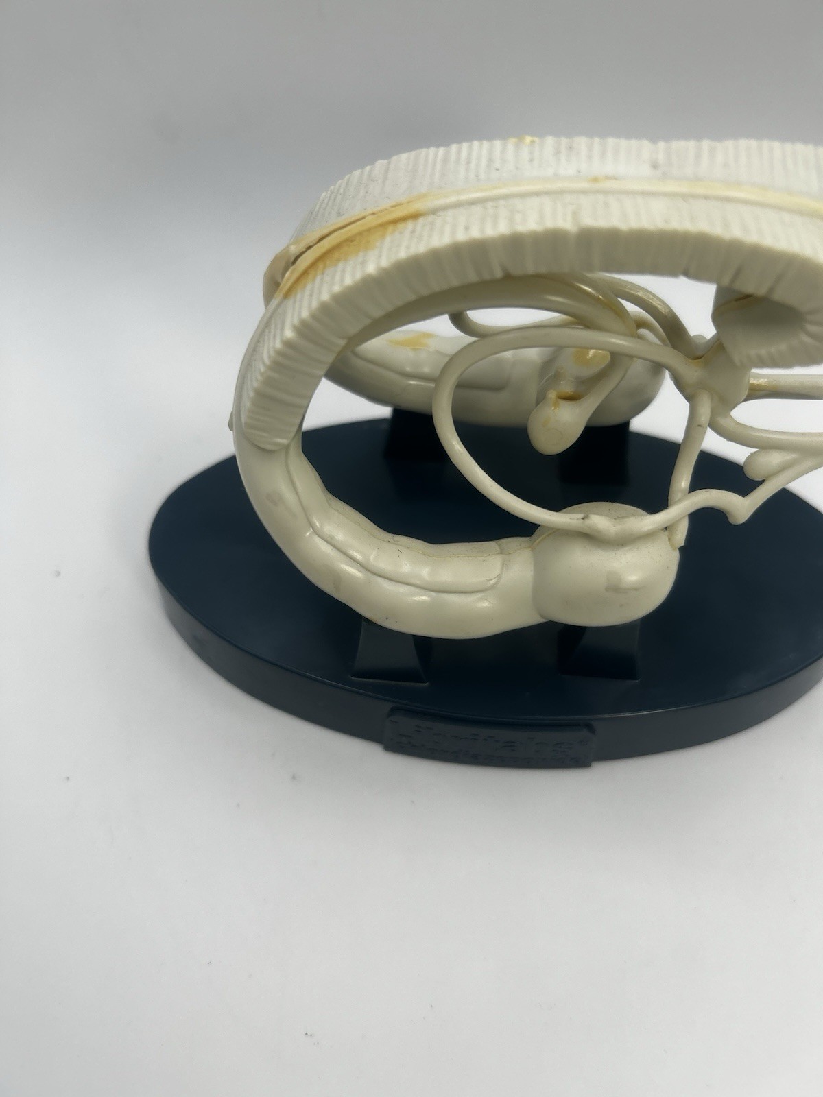 Vintage Roche Librium Brain Anatomical Model Medical Advertising Display Rare 3D