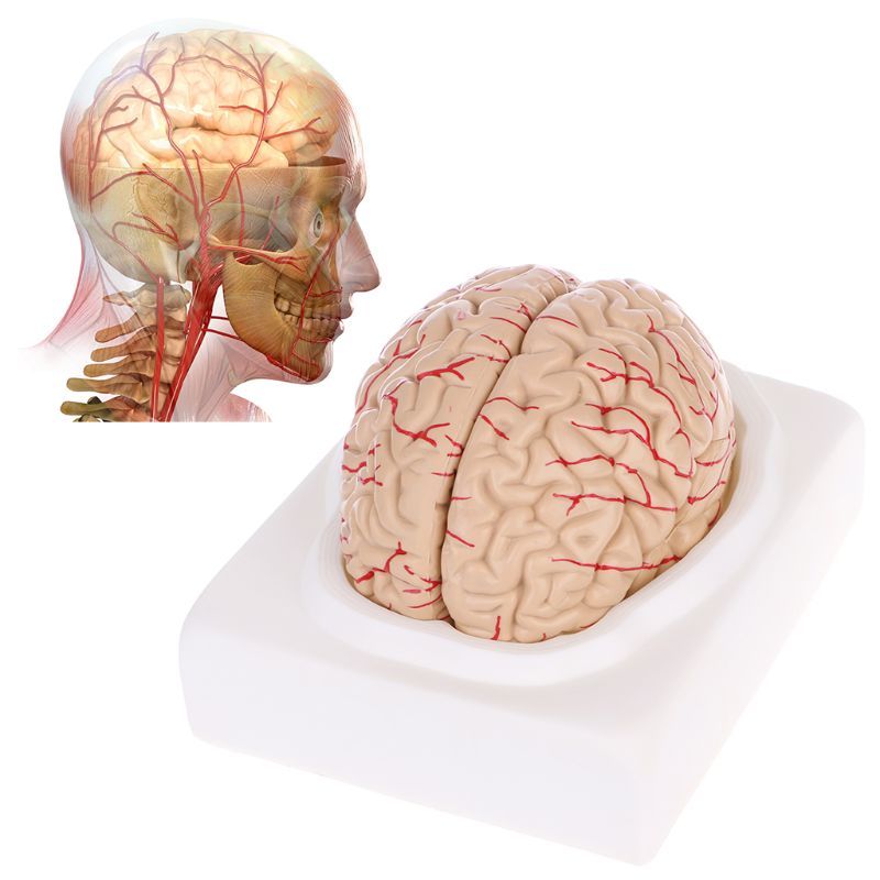 Human Brain Model Anatomical Anatomy Medical Teaching Education Study Science