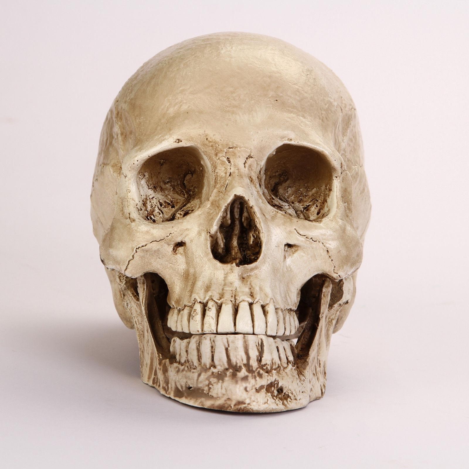 1:1 Resin Replica Life Human Anatomy Skull Collectable Bar Decoration Teaching