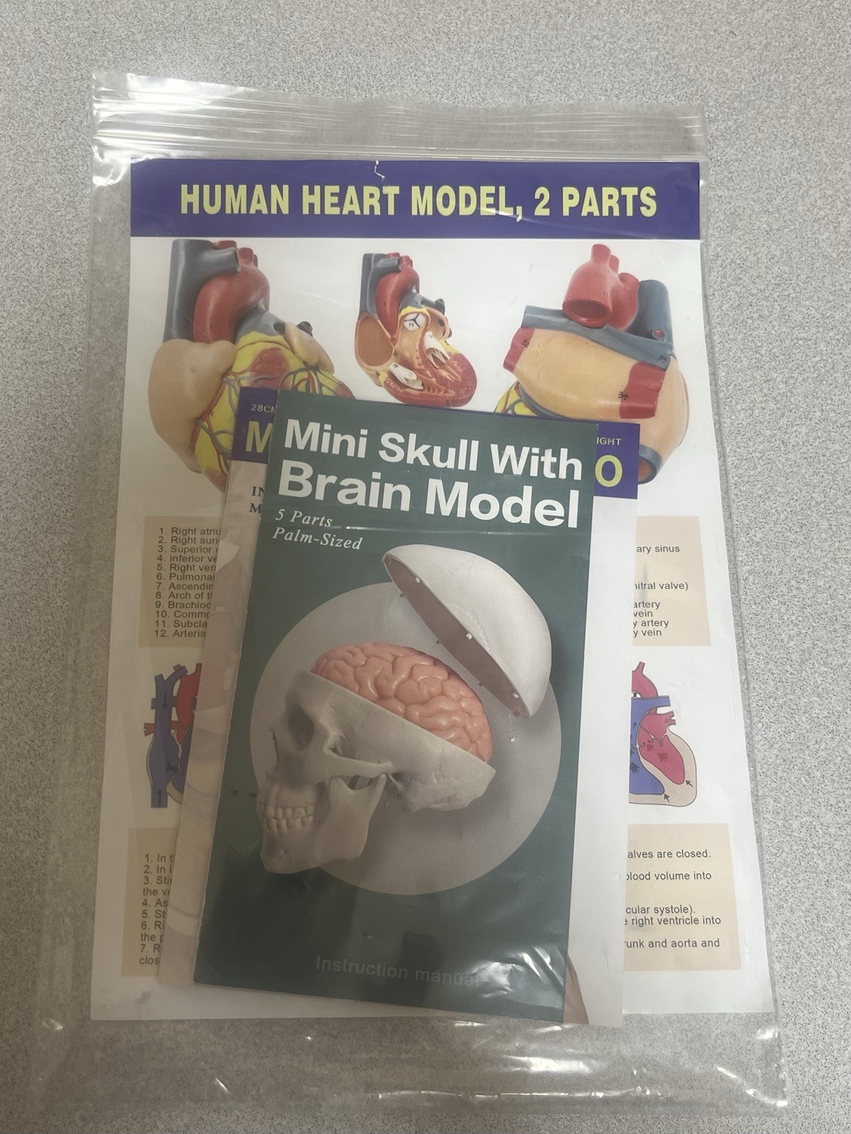 EVOTECH Scientific Human Anatomy Model Bundle Torso Skeleton Heart Brain Set