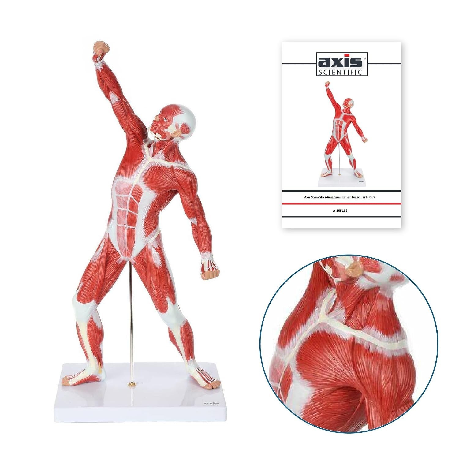 20″ Hand-Painted Miniature Human Muscular Model for Clinic & Classroom Display
