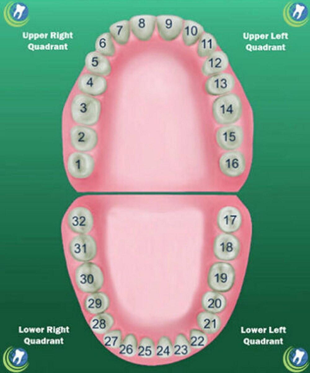 Tooth #8 Upper Right Central Anterior (URC) Polycarbonate Temporary Crown Refill