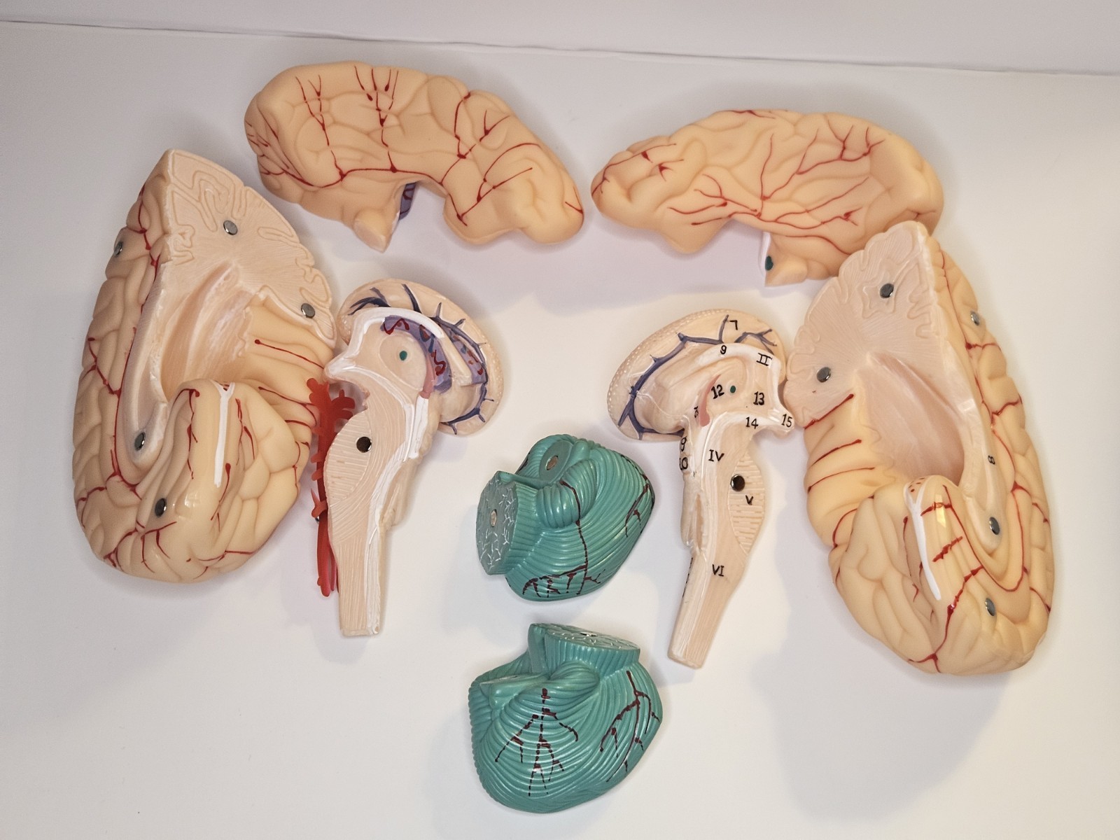 Human Brain Model Anatomical Anatomy Medical Teaching Education Study Science