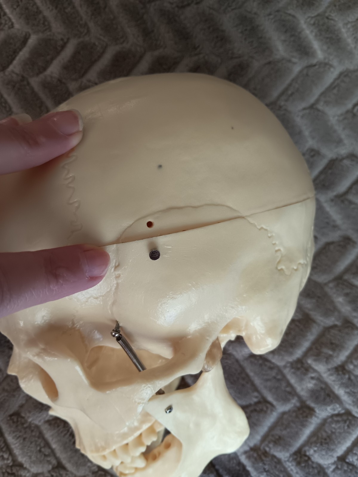 Life Size Human Model Skull Spring Jaw Removable Cap Halloween Lifelike Read