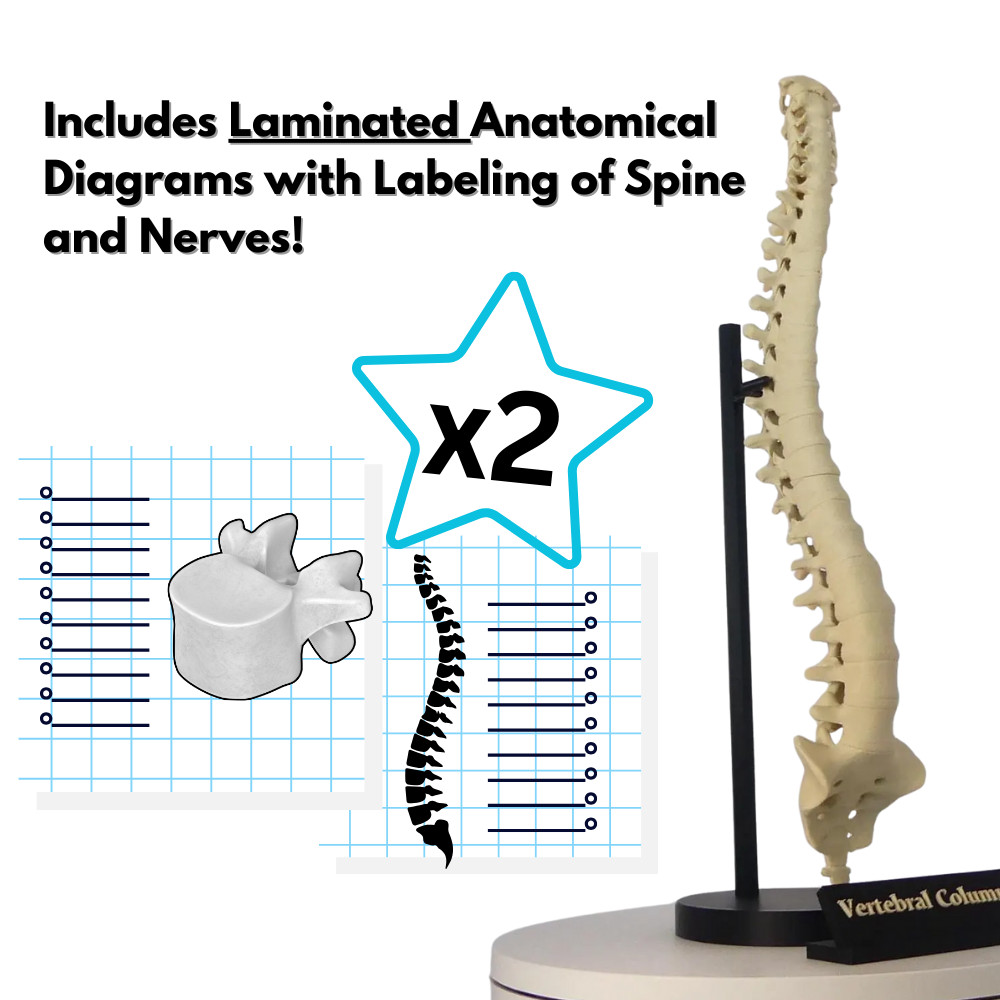Spine Anatomical Model – Vertebral column Replica, Desk art for chiropractors
