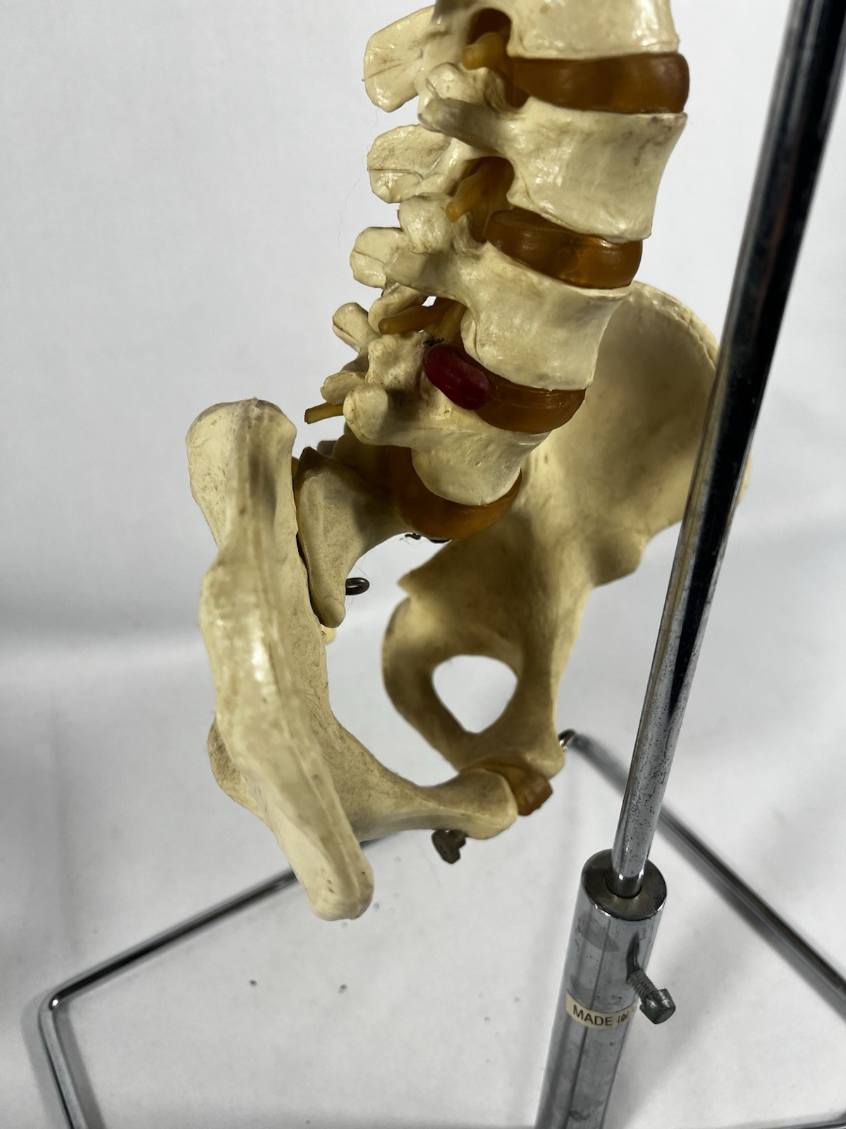 Vtg Anatomical Lifesize Spine Backbone Skeleton Chiropractor Halloween Creepy