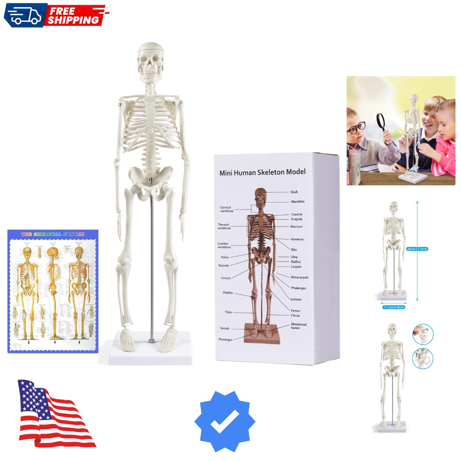 Human Skeleton Model for Anatomy: 17” Human Skeleton Model with Movable Arms …