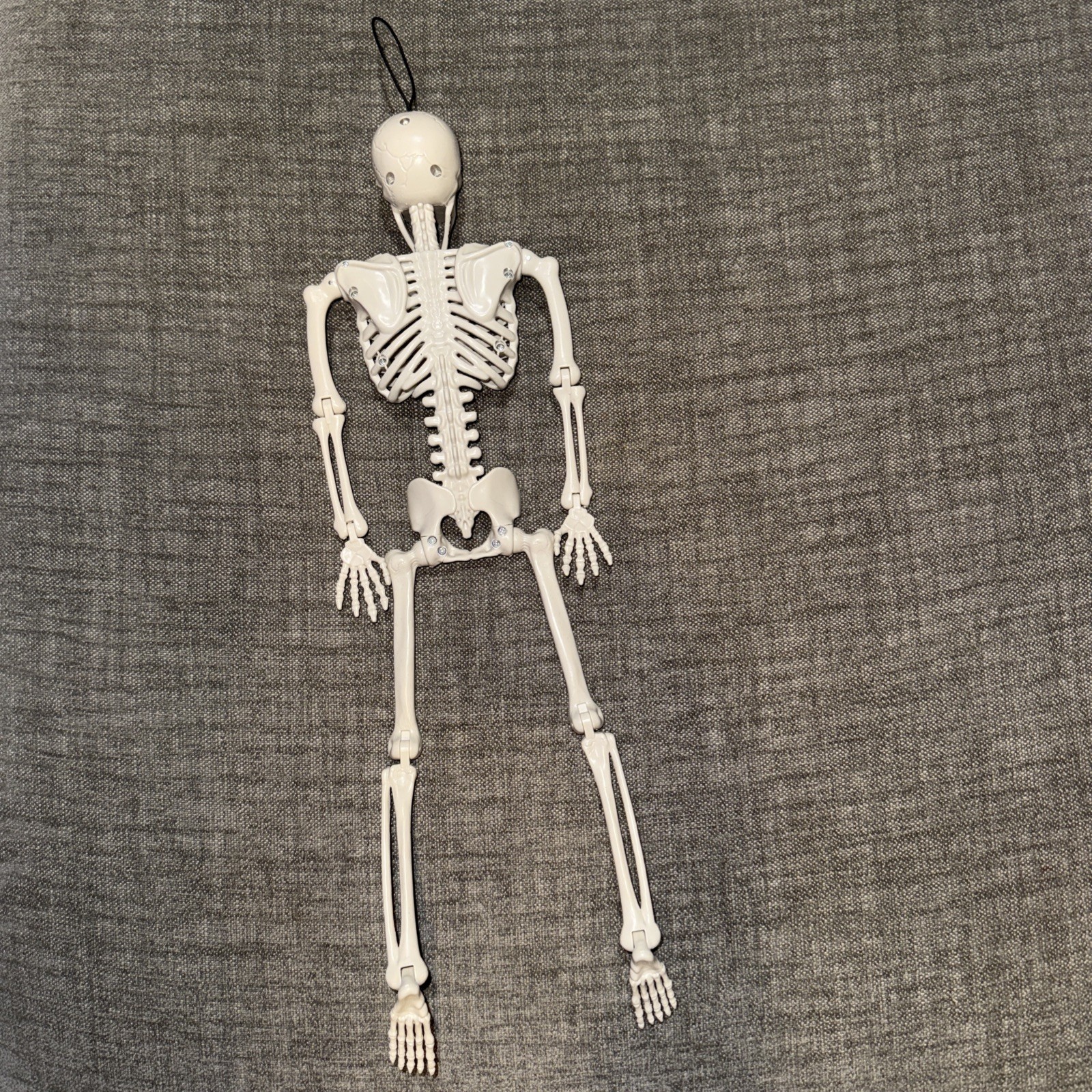Human Model Skeleton Plastic Anatomical Moving Joints 16″ Halloween Educational