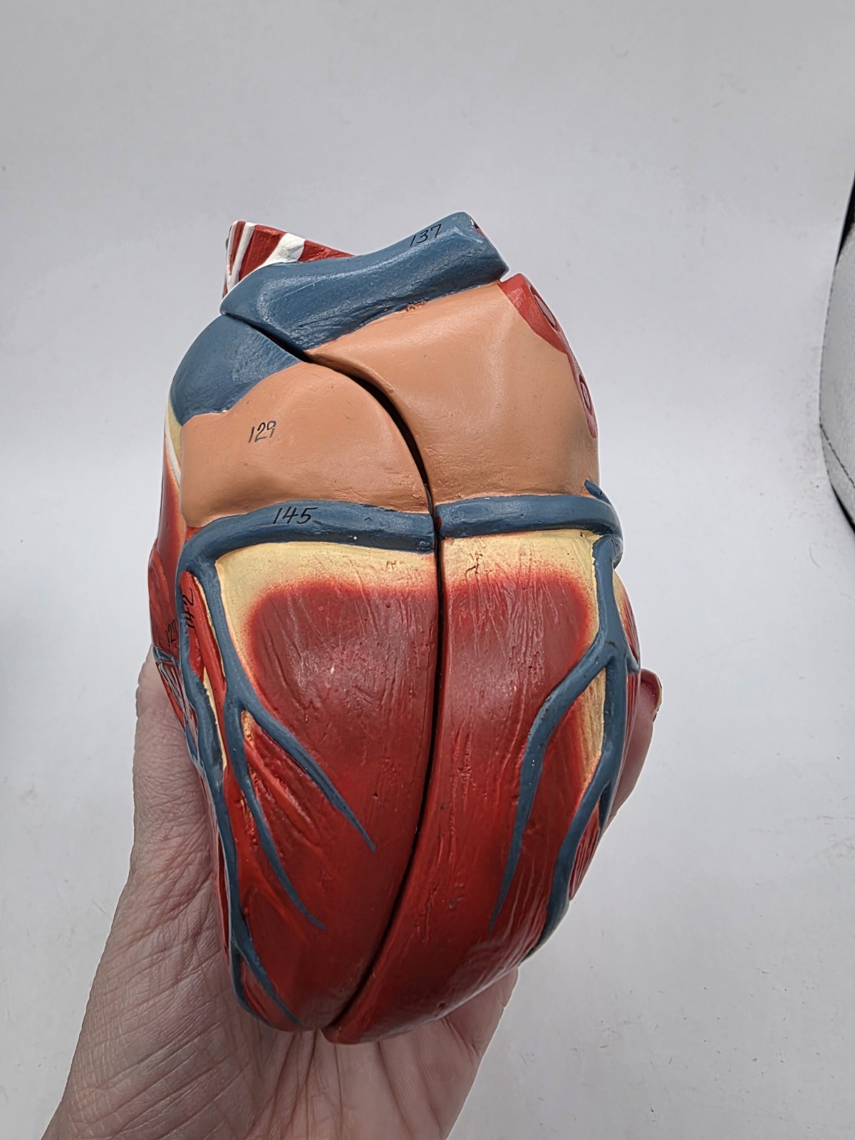 Vintage Human Heart Anatomical Anatomy Model Separated 2 Parts Medical Science