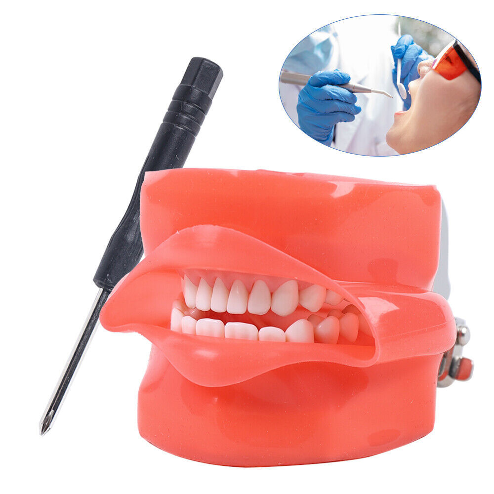 28PCS Dental Teeth Model Manikin Simulator Phantom Teeth Model For Lab Education