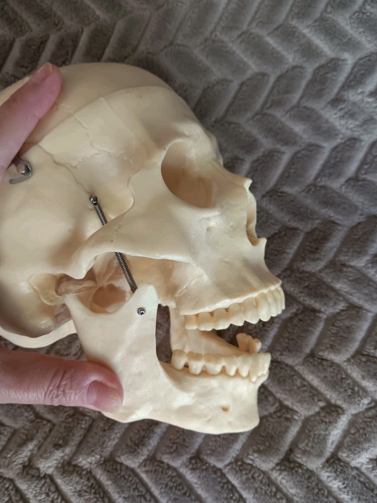 Life Size Human Model Skull Spring Jaw Removable Cap Halloween Lifelike Read