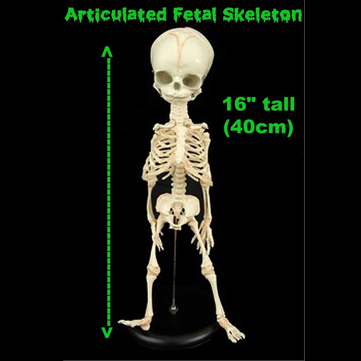 Creepy FETAL HUMAN BABY SKELETON REPLICA w/STAND-Jaw Opens-Halloween Horror Prop