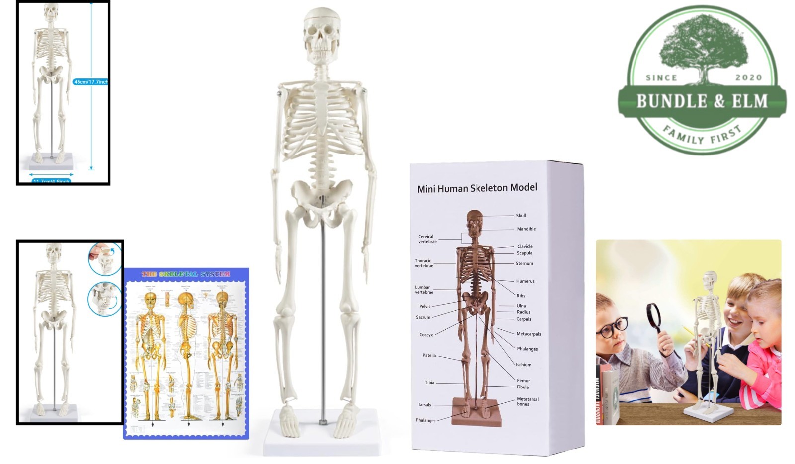 Educational 17 Inch Skeleton Model with Articulated Arms and Legs for Classrooms
