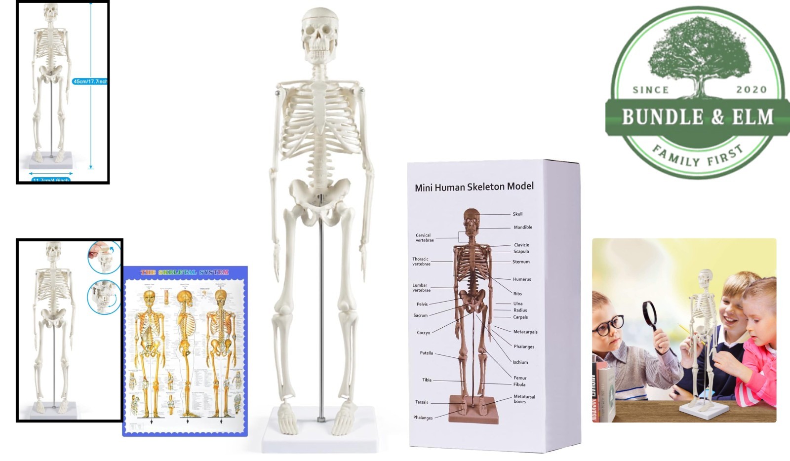 Miniature Human Skeleton Model, 17-Inch Display for Classroom and Halloween Use