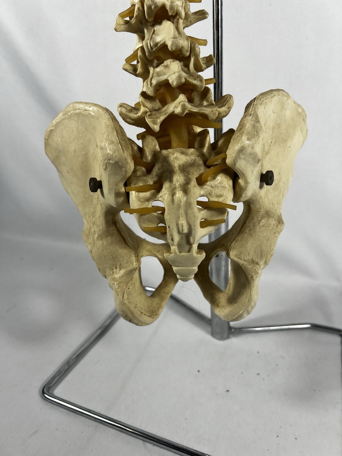 Vtg Anatomical Lifesize Spine Backbone Skeleton Chiropractor Halloween Creepy