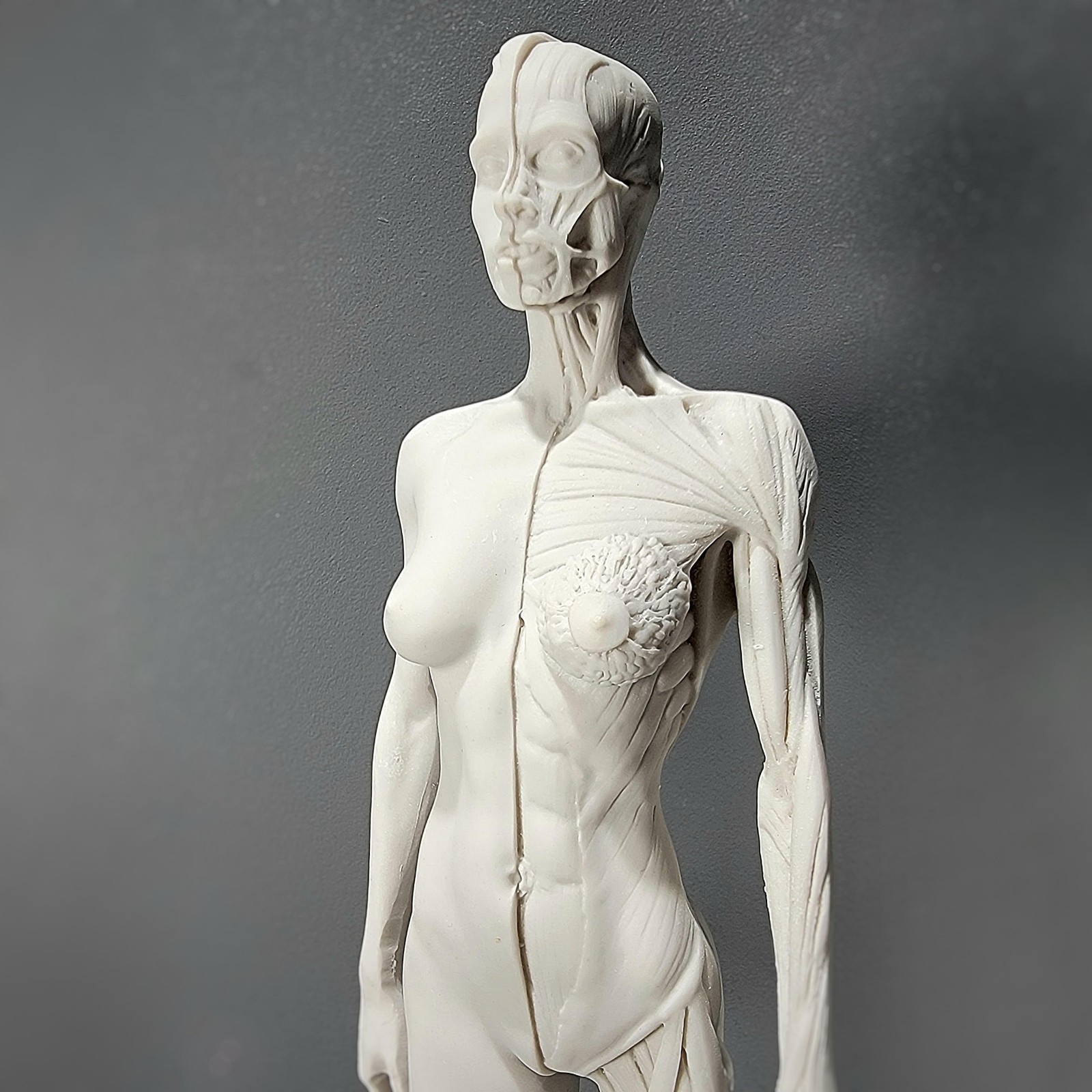 Anatomical Female Medical Model with Muscles, Pure White
