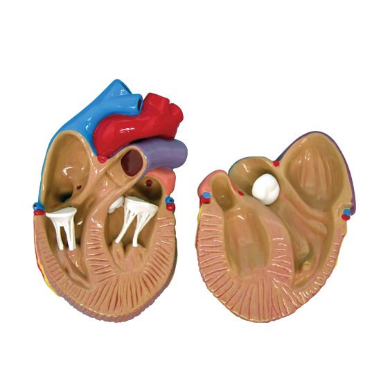 Mini Heart Set of 3 GPI Anatomical Models LFA#2550. Make Us an Offer . See VIDEO