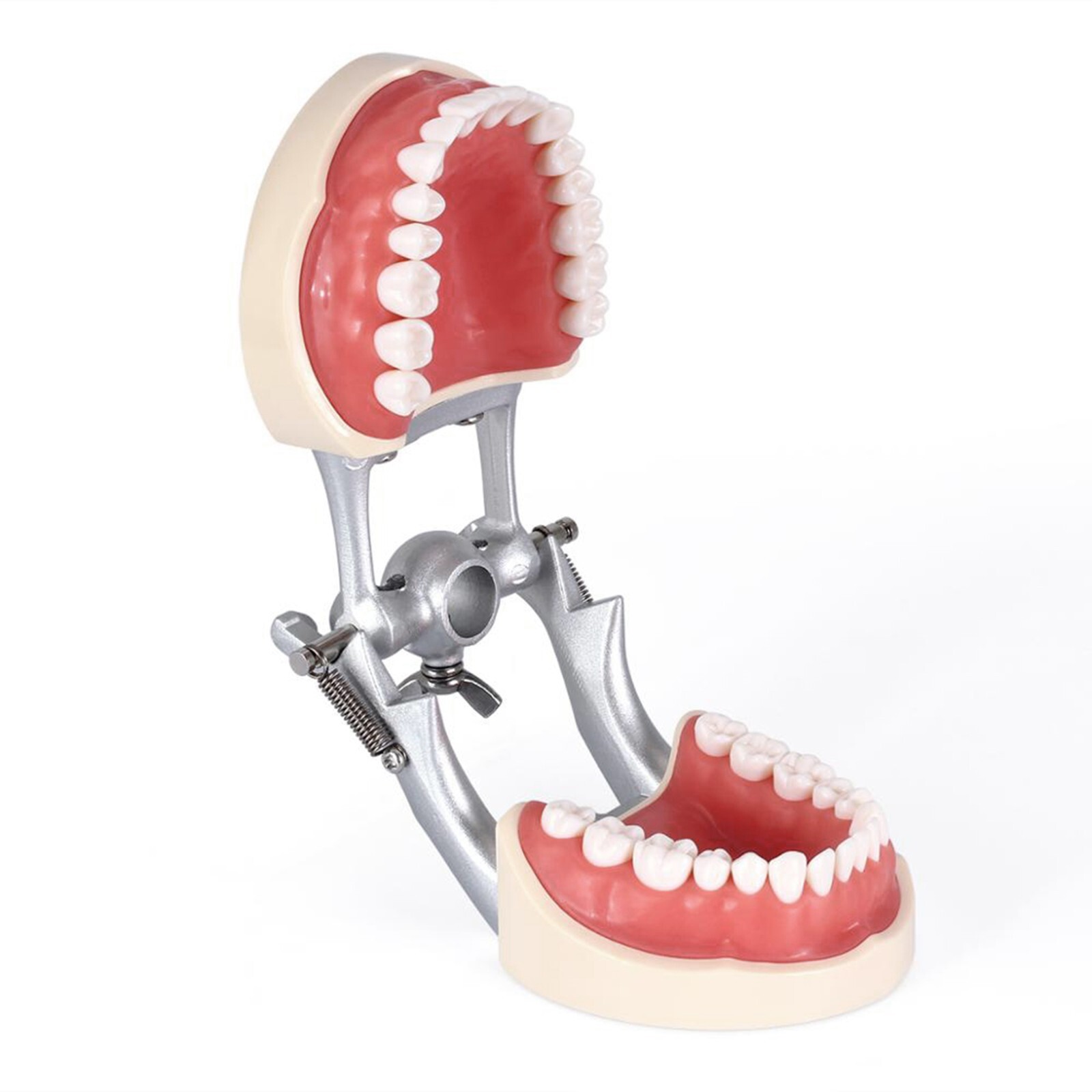 Fit Kilgore NISSIN 200Type Model Dental Typodont Model With 32Pcs Screw-in Teeth