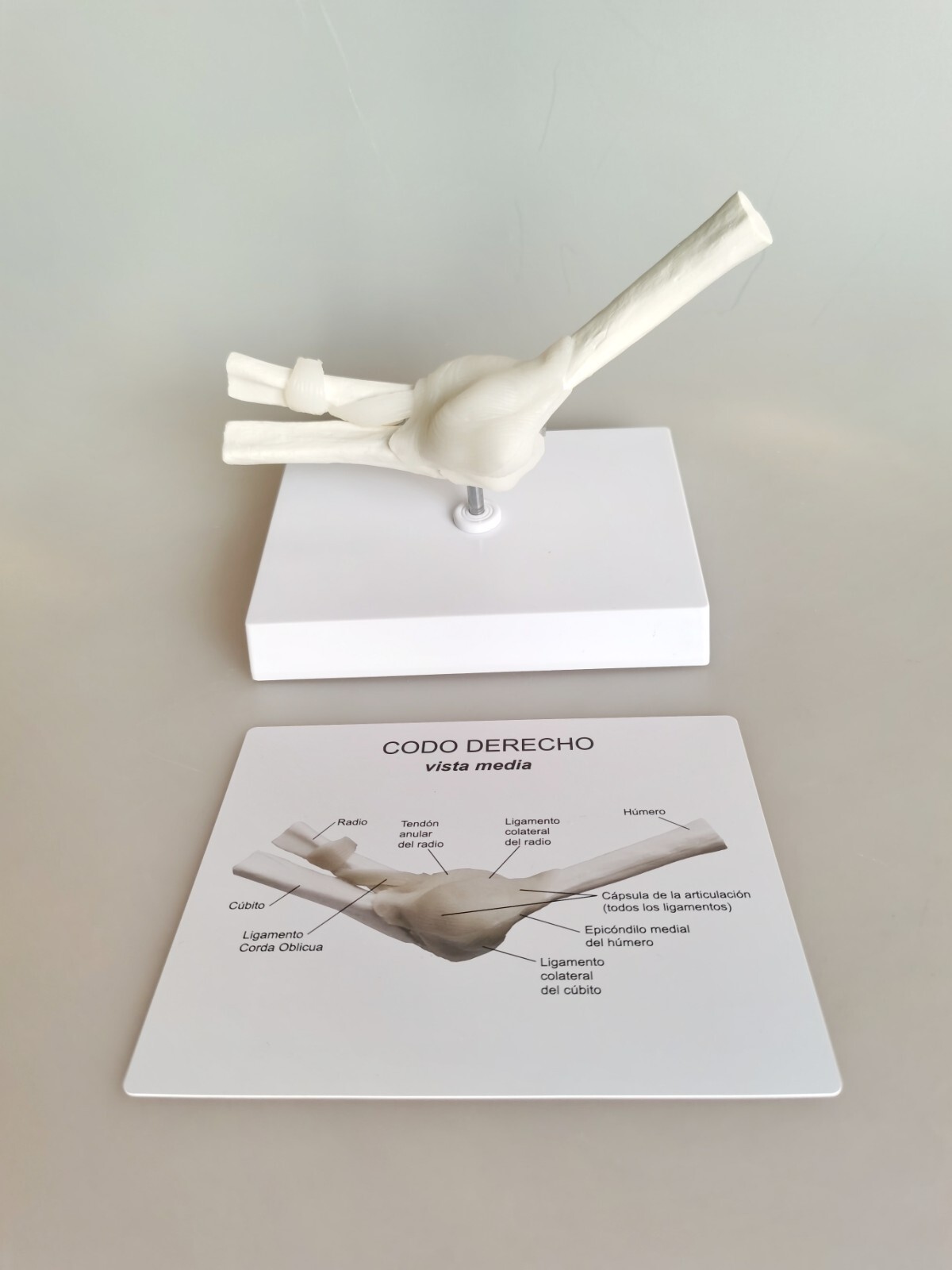 1:1 Life Size Articulatio Cubiti Anatomy Model Medical Science Humans Skeleton