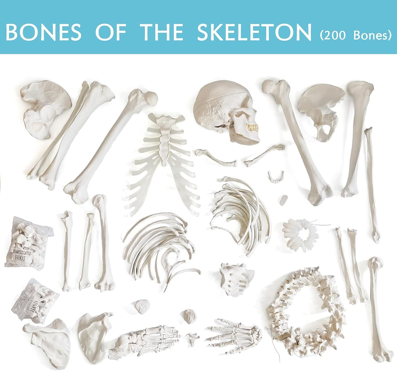 Human Model of Skeleton for Anatomy 67“ High with 200+ Bones Structures,Sc