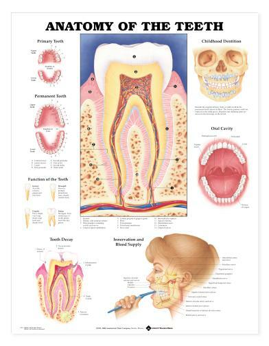 TEETH ANATOMY Laminated Wall Chart 20″ x 26″ Classroom/Professional LFA #99931