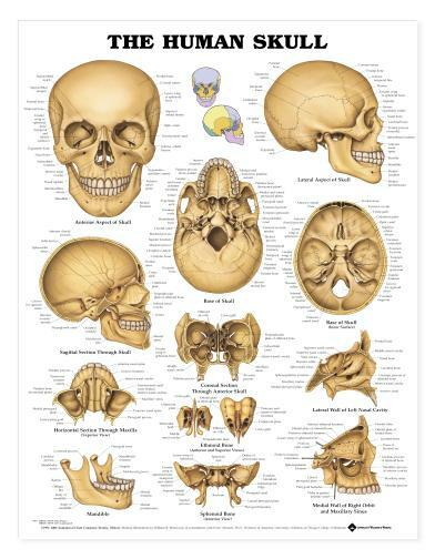 SKULL Laminated Wall Chart 20″ x 26″ Classroom/Professional LFA #99991