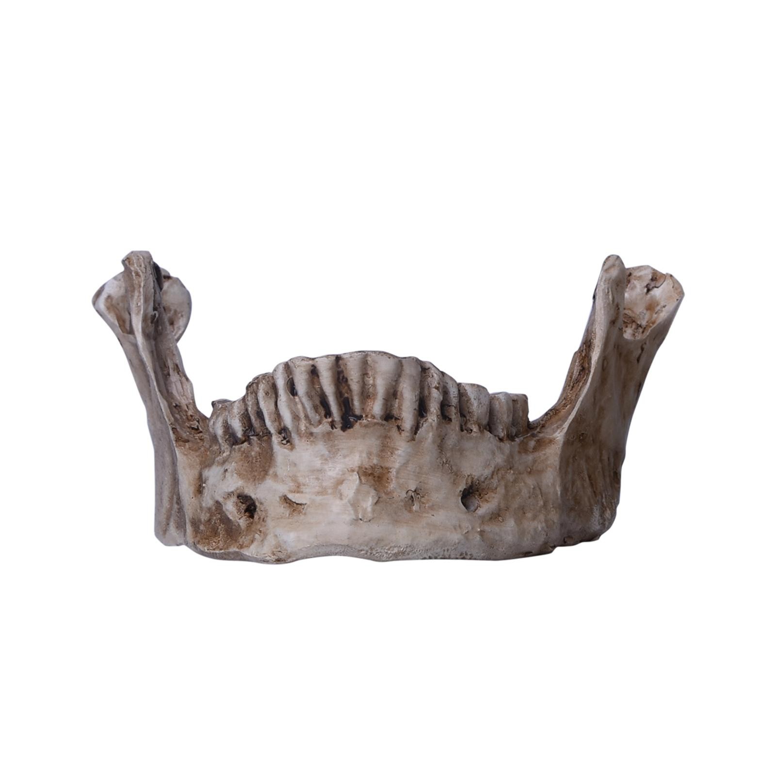 1:1 Resin Replica Life Human Anatomy Skull Collectable Bar Decoration Teaching