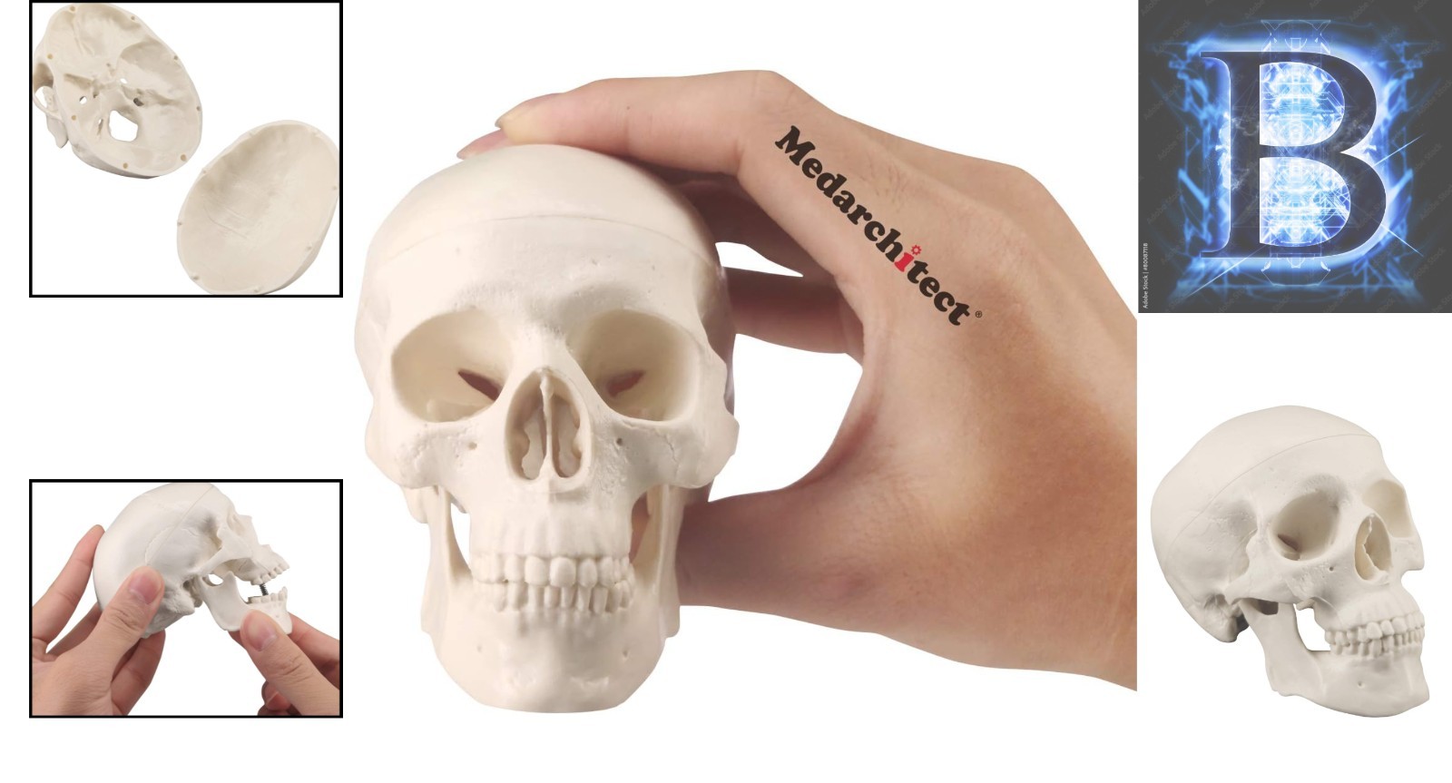Realistic Mini Human Skull Model with Moving Jaw – Perfect for Education & Decor