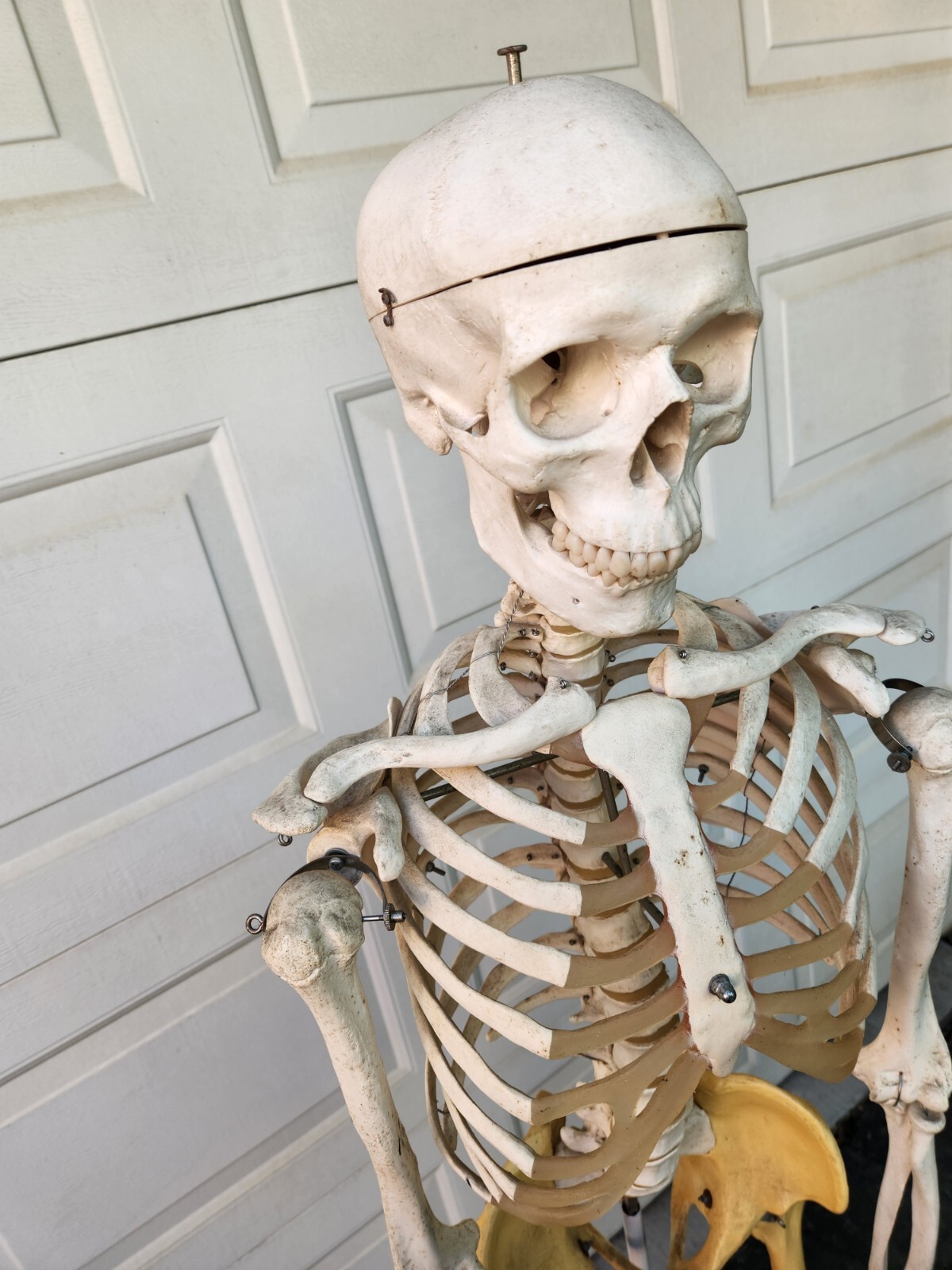 3B Scientific Standard 5′ 6″ Human Skeleton w/Pelvic Rolling Stand Halloween