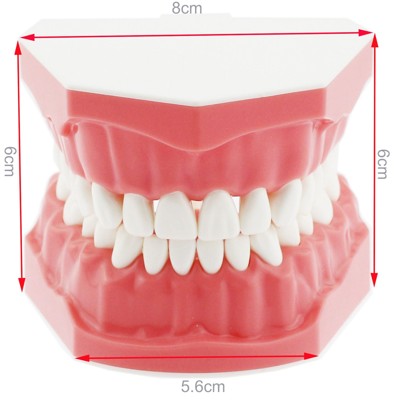 US Dental Typodont Teeth Model with Orthodontic Brackets Brushing