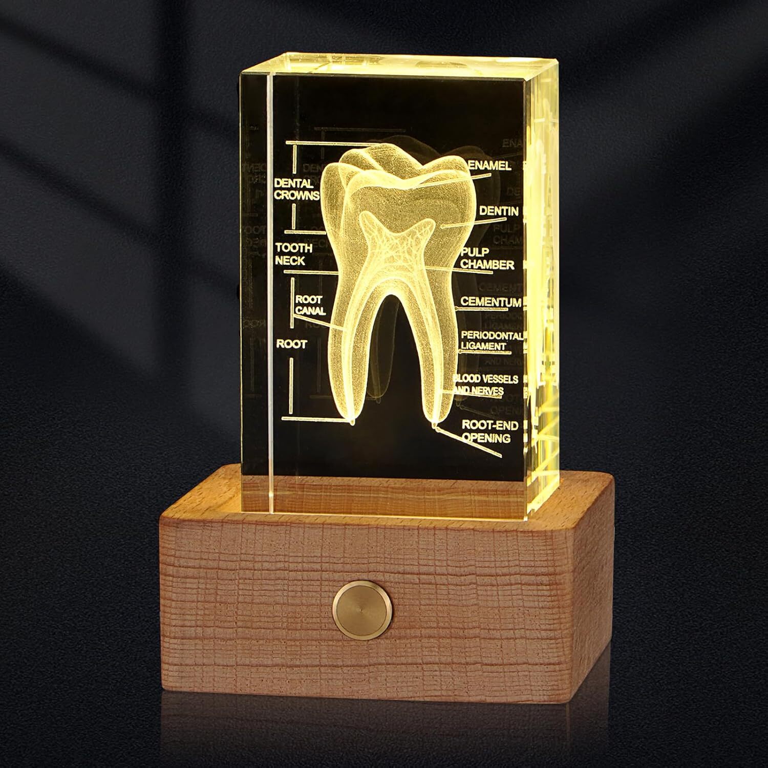 3D Human Crystal Tooth Model for Medical Dental Educational Science Office Decor