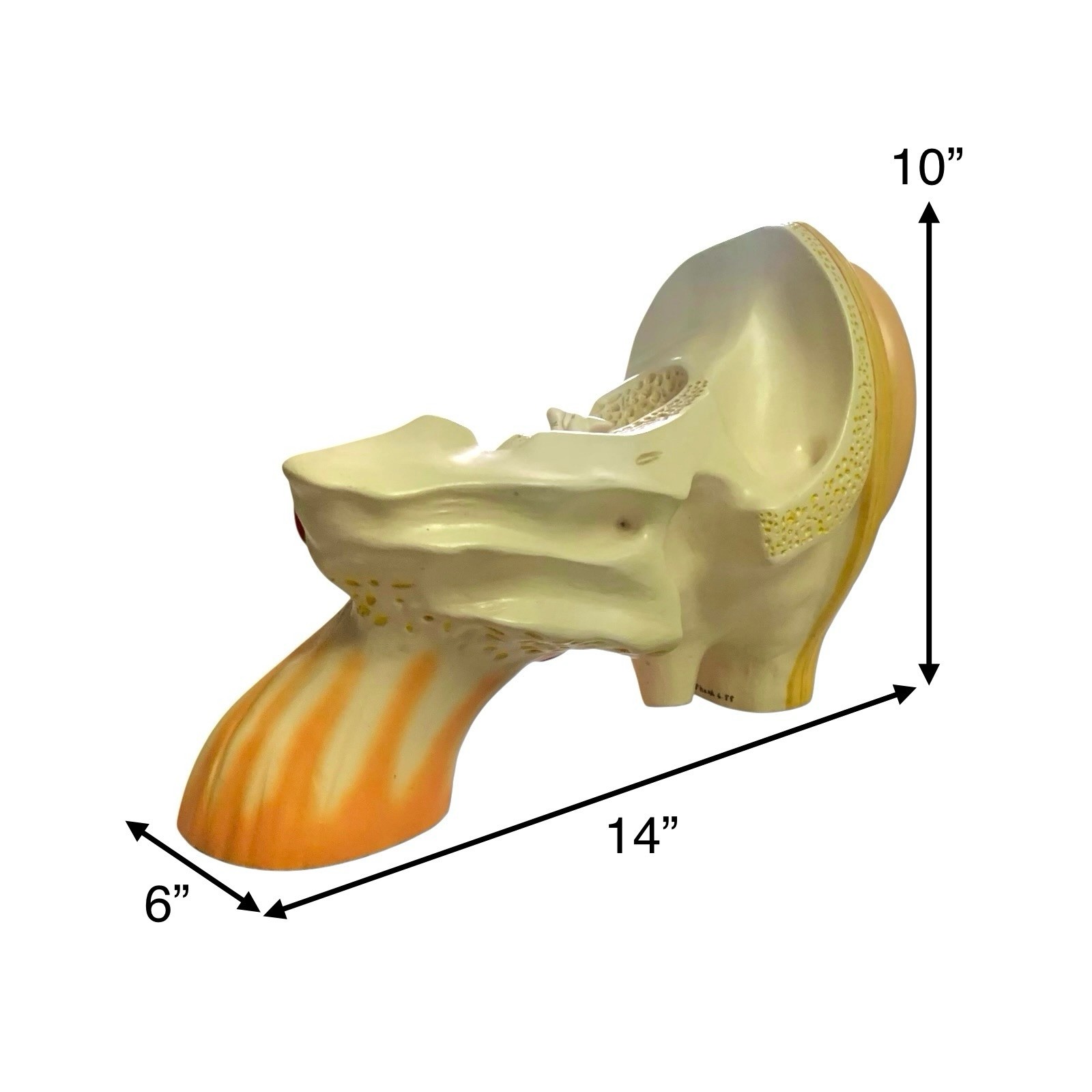 Ear Anatomy Model Signed Dated 1988 Science Medical Decor