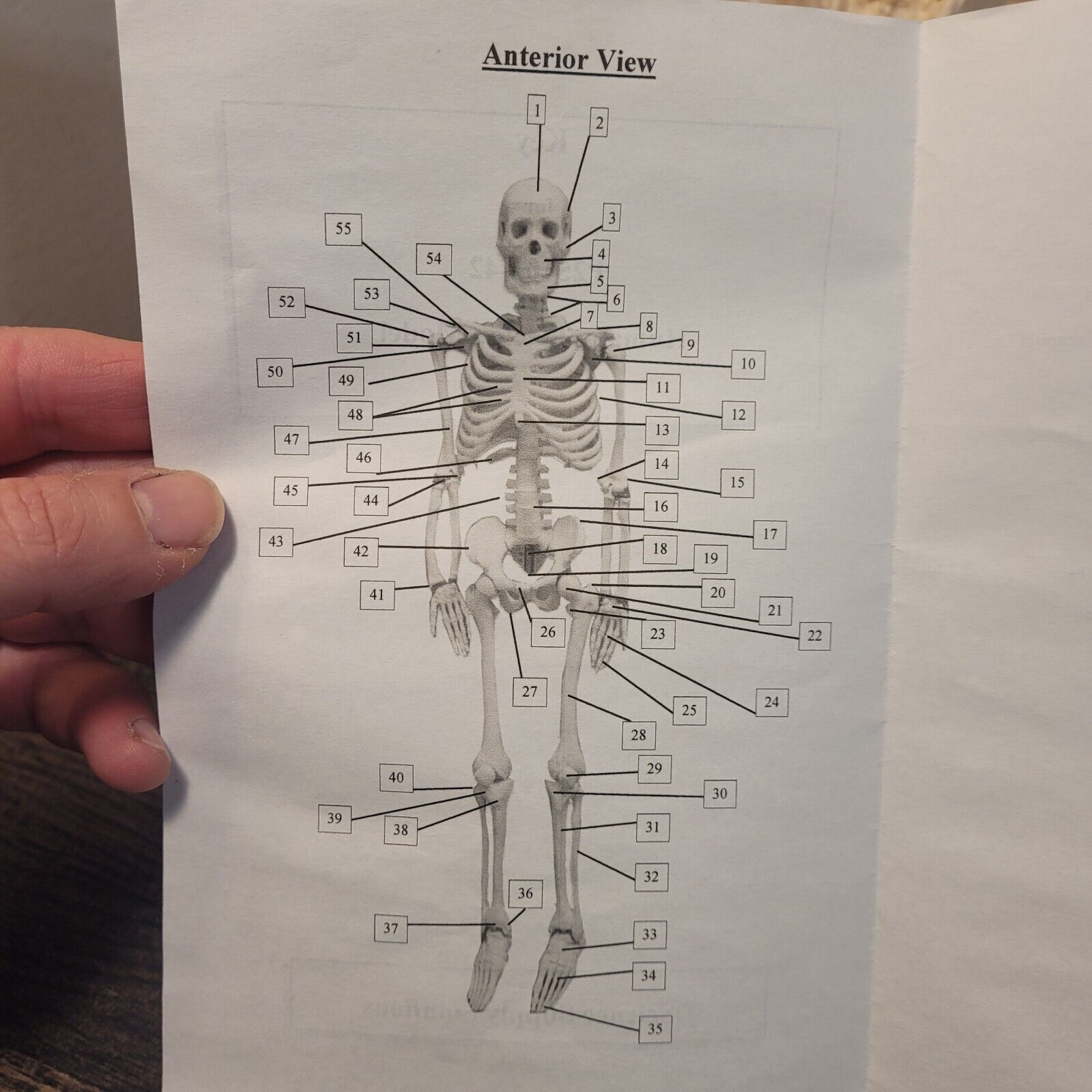17″Human Skeleton HALLOWEEN Anatomy Model Science Classroom Skeleton Model Tool