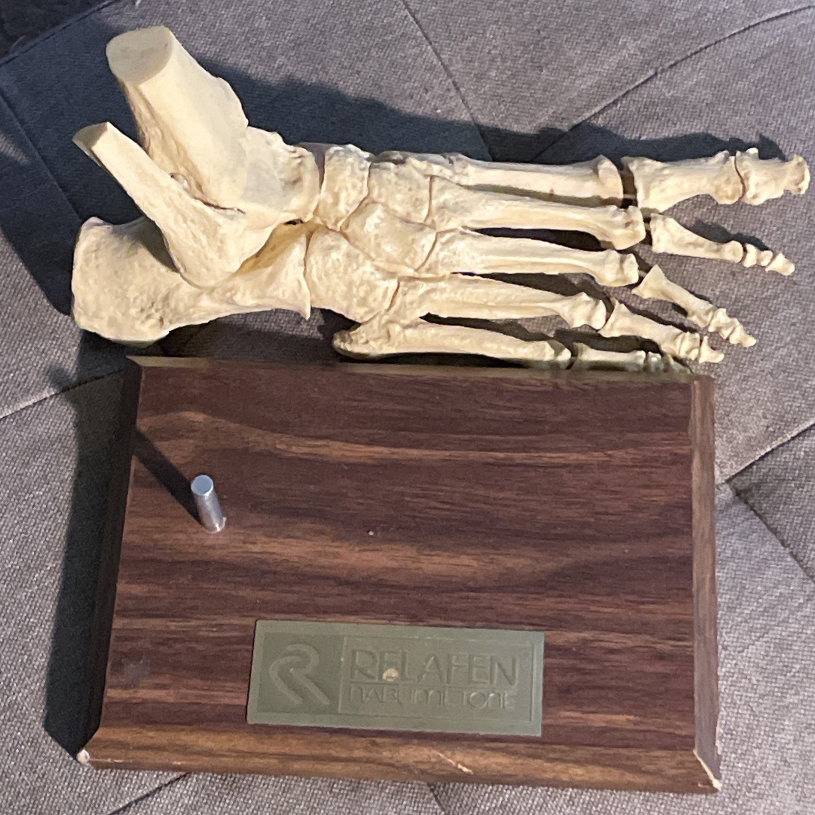 Foot BONES medical anatomical model dissection human anatomy Relafen nabumetone