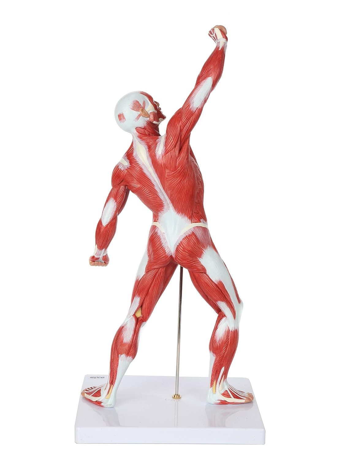 20″ Hand-Painted Miniature Human Muscular Model for Clinic & Classroom Display