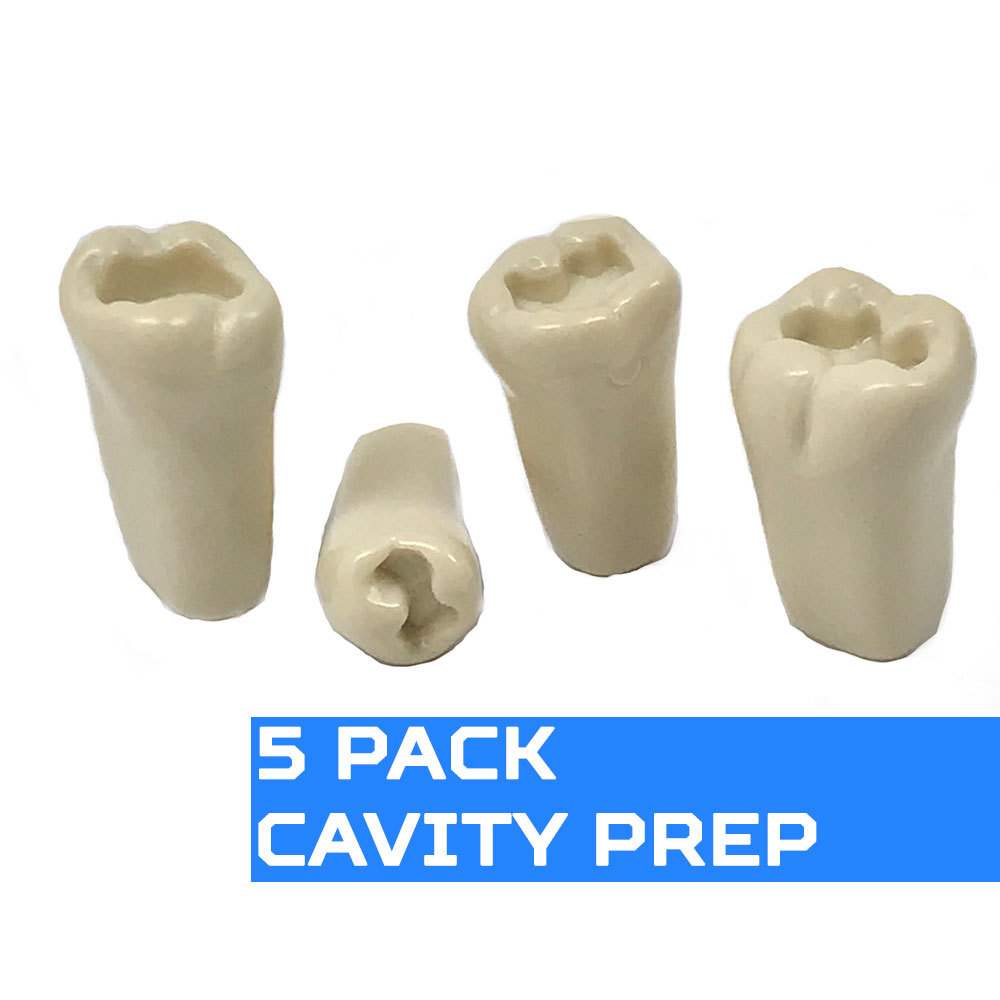 Ivorine Teeth Typodont 860 – Cavity Prep 5 PACK Compatible w/ Columbia 860 Brand