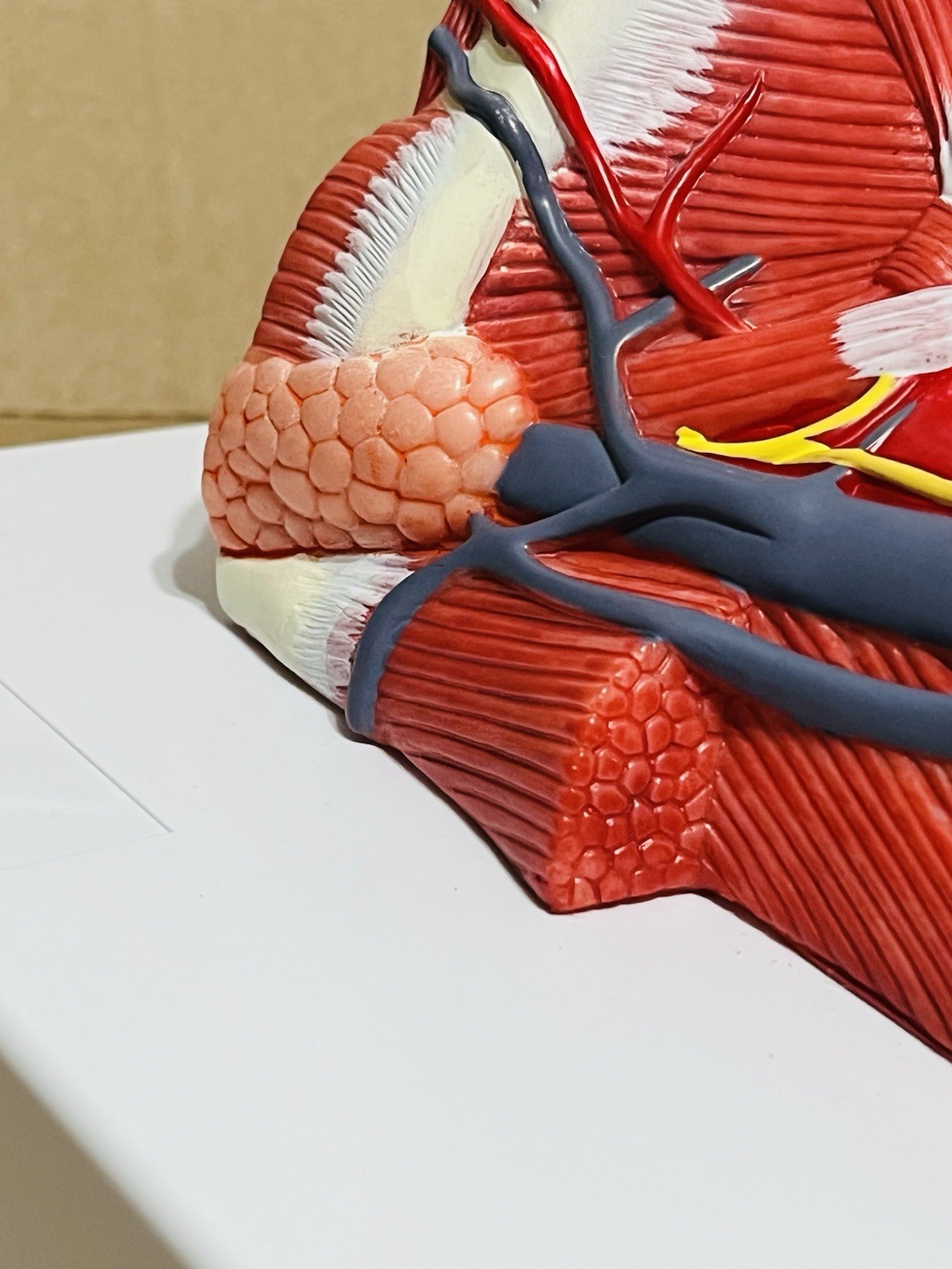 Anterior cervical muscle, neck muscle nerve, medical anatomical model