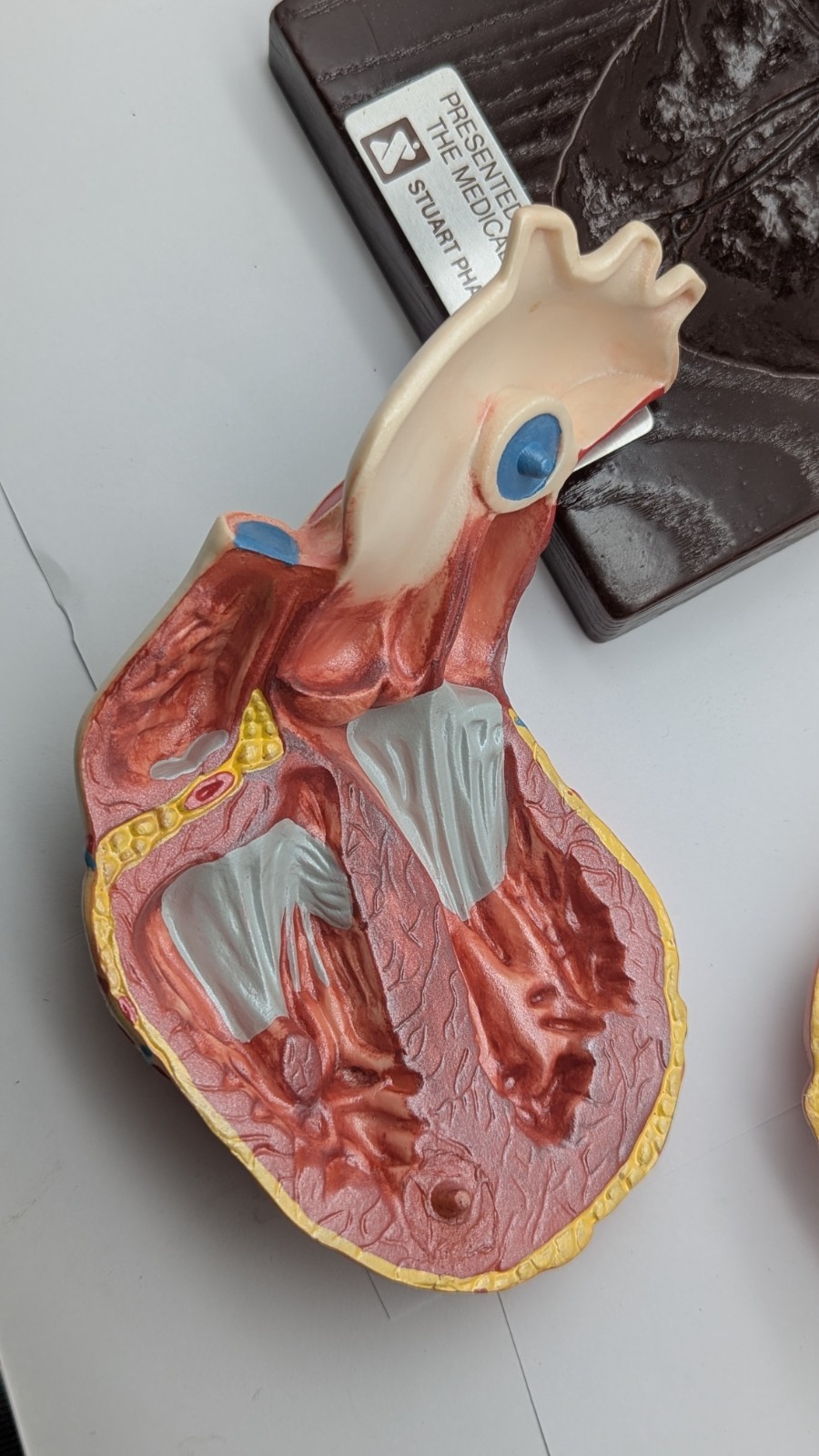 Vintage Human Heart Anatomical Model Stewart Pharmaceutical 1960’s DISPLAY