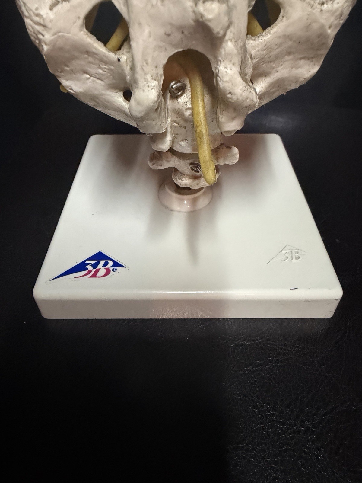 Vintage Scientfic Anatomical Articulating Spine Made In Germany Unusual