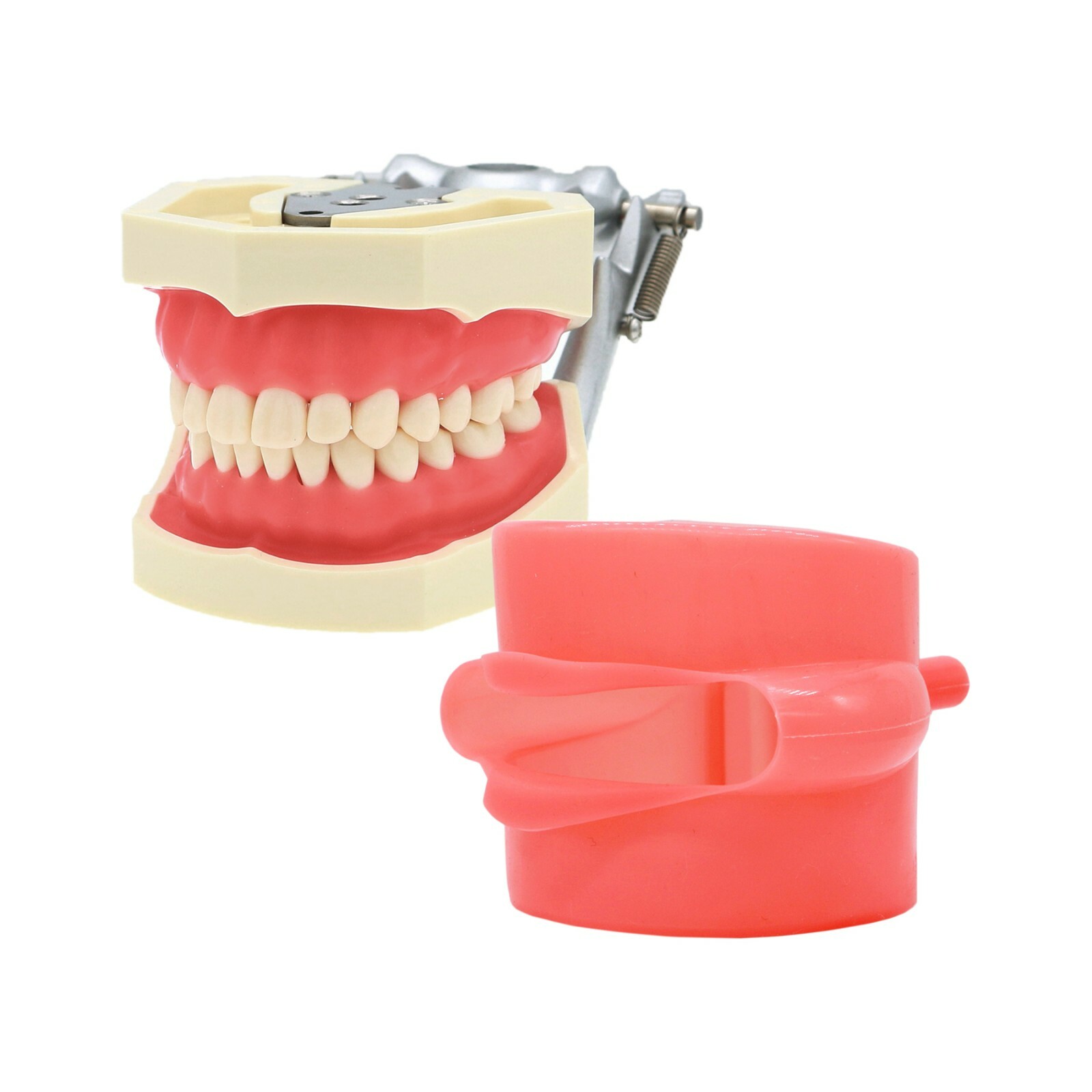 Fits for Kilgore NISSIN 200/500 Type Dental Typodont Model With Removable Teeth