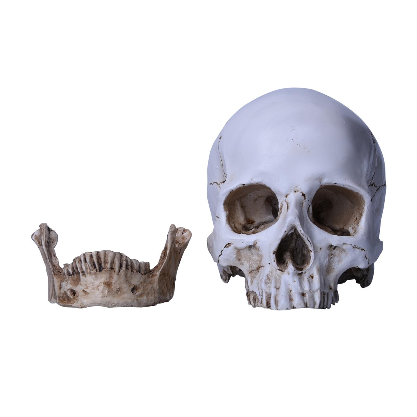 1:1 Resin Replica Life Human Anatomy Skull Collectable Bar Decoration Teaching