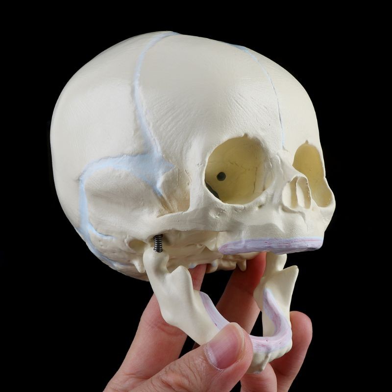 Life Size Baby Head Model Anatomical Baby Head Skull Model Baby Skeleton Model