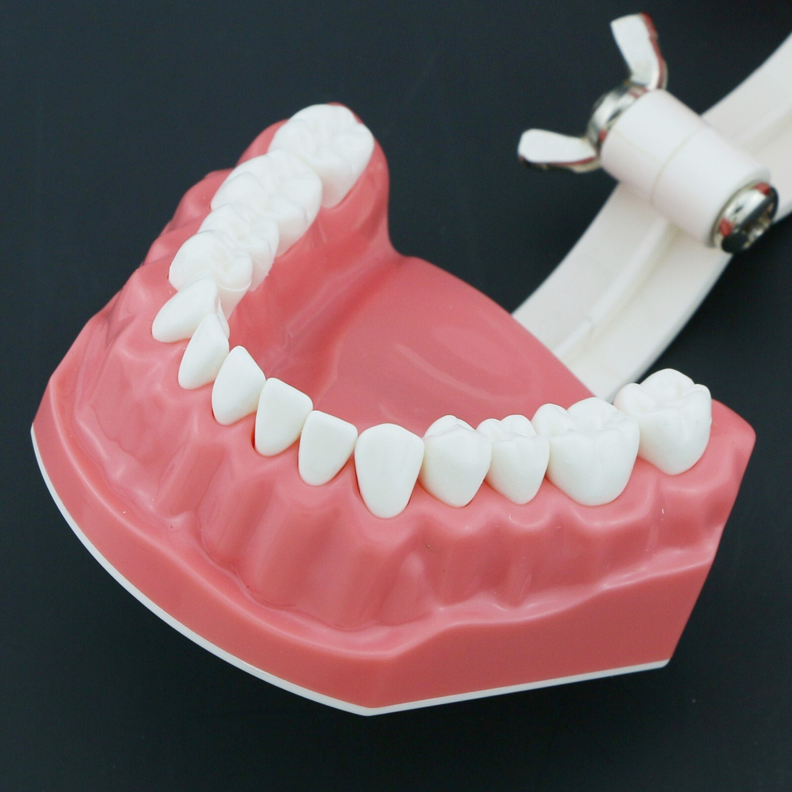 US Dental Typodont Orthodontic Teeth Model with Brackets For Brushing Practice